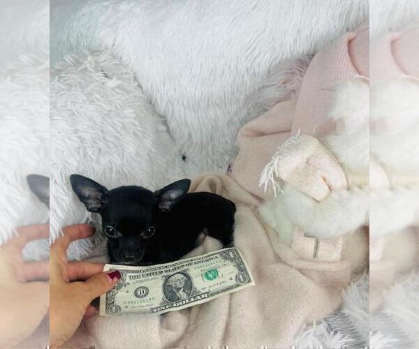 Medium Photo #14 Chihuahua Puppy For Sale in JENSEN BEACH, FL, USA