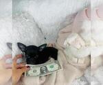 Small #13 Chihuahua