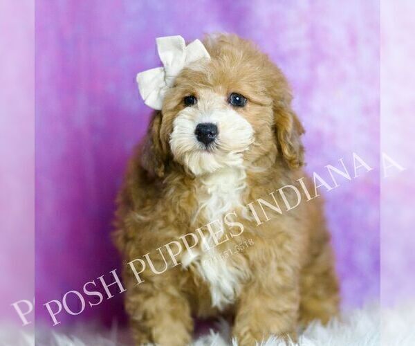 Medium Photo #42 Poodle (Miniature) Puppy For Sale in WARSAW, IN, USA