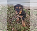 Small #4 Airedale Terrier