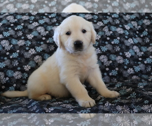 Golden Retriever Puppy for sale in SHILOH, OH, USA
