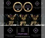 Small Photo #30 Yorkshire Terrier Puppy For Sale in WARSAW, IN, USA
