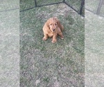 Small Photo #21 Goldendoodle Puppy For Sale in WOODLAND, CA, USA