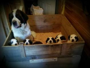 Father of the Saint Bernard puppies born on 10/20/2016