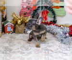 Small Photo #12 French Bulldog Puppy For Sale in BITTER LAKE, WA, USA