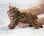 Small #13 Poodle (Toy)