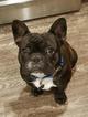 Small Photo #1 French Bulldog Puppy For Sale in MOXEE, WA, USA