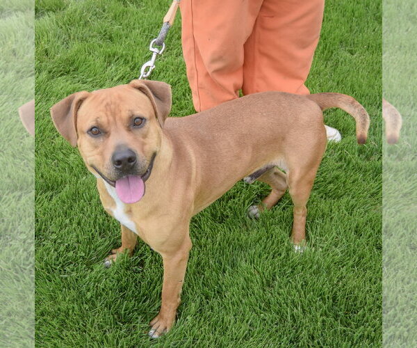 Medium Photo #3 American Staffordshire Terrier-Rhodesian Ridgeback Mix Puppy For Sale in Huntley, IL, USA