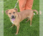 Small #2 American Staffordshire Terrier-Rhodesian Ridgeback Mix