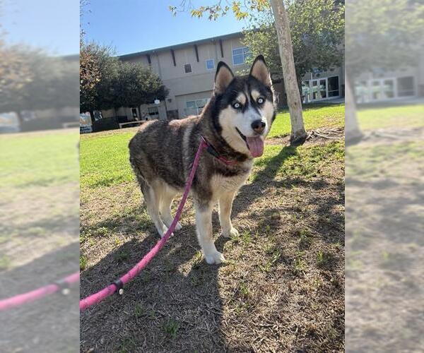 Medium Photo #1 Siberian Husky Puppy For Sale in Riverside, CA, USA