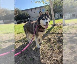 Siberian Husky Dogs for adoption in Riverside, CA, USA