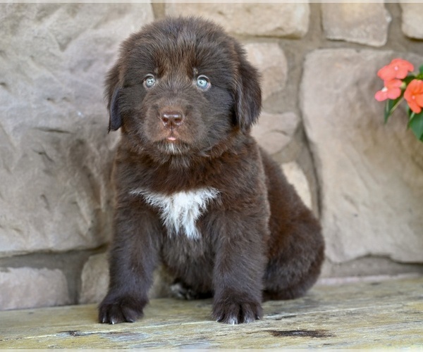 Medium Photo #2 Newfoundland Puppy For Sale in MILLERSBURG, OH, USA