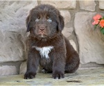 Small #1 Newfoundland