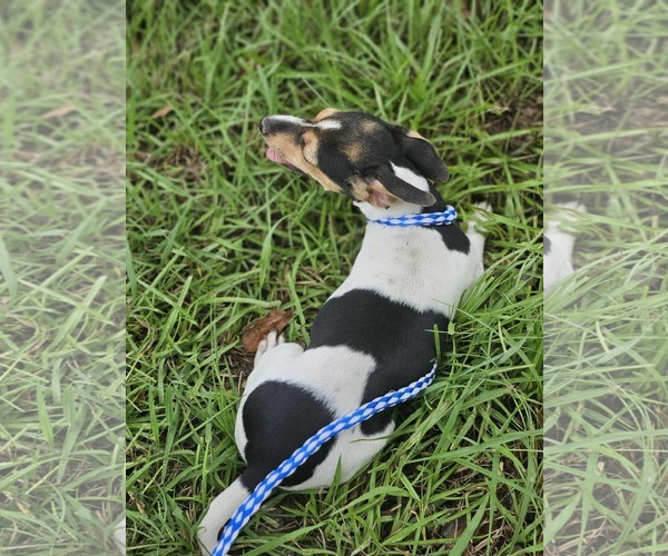 Medium Photo #5 Dachshund-Jack Russell Terrier Mix Puppy For Sale in Wakefield, RI, USA