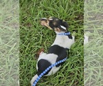 Small #4 Dachshund-Jack Russell Terrier Mix