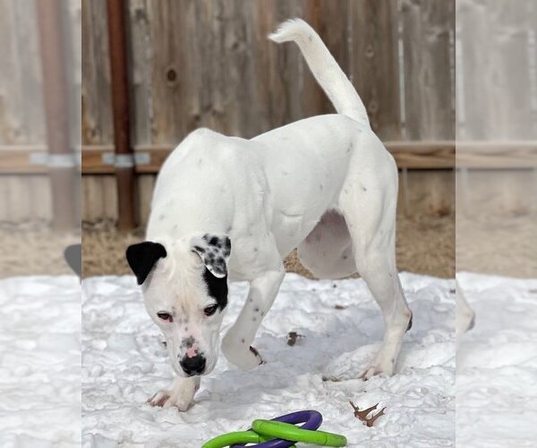Medium Photo #6 Boxer Puppy For Sale in Great Bend, KS, USA