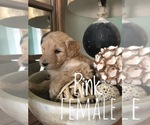 Small Photo #7 Goldendoodle-Poodle (Standard) Mix Puppy For Sale in DOTHAN, AL, USA