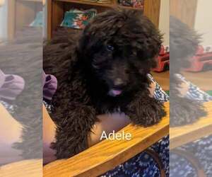 Goldendoodle-Poodle (Standard) Mix Puppy for sale in CLARKRANGE, TN, USA