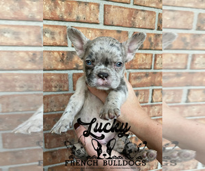French Bulldog Puppy for sale in VINCENNES, IN, USA