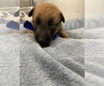 Small Photo #198 Belgian Malinois Puppy For Sale in REESEVILLE, WI, USA