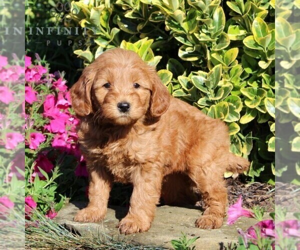 Medium Photo #2 Goldendoodle-Poodle (Miniature) Mix Puppy For Sale in NEW PROVIDENCE, PA, USA