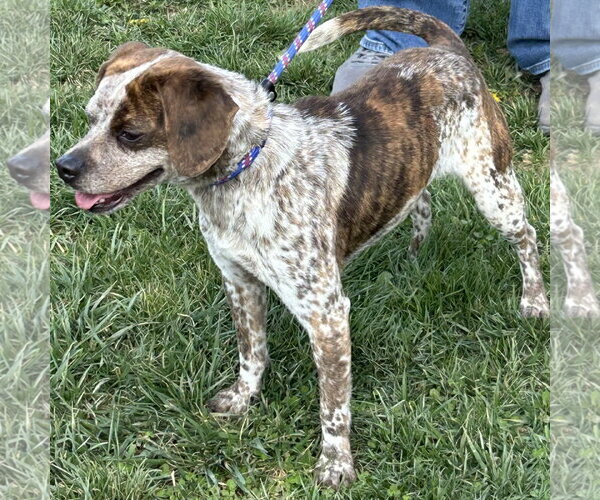 Medium Photo #2 Chihuahua-Unknown Mix Puppy For Sale in Batavia, OH, USA