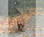 Small #20 Bullboxer Pit