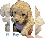 Small Photo #5 Goldendoodle Puppy For Sale in FLORA, MS, USA