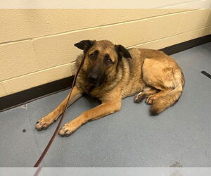 German Shepherd Dog-Unknown Mix Dogs for adoption in Fort Collins, CO, USA