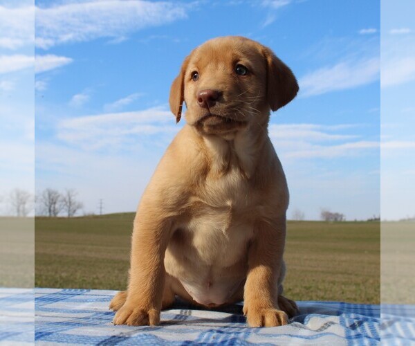 Medium Photo #1 Labrador Retriever Puppy For Sale in HAGERSTOWN, MD, USA