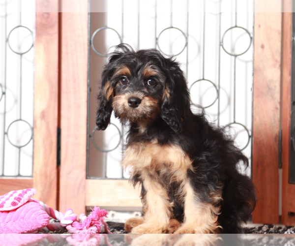 Medium Photo #3 Cavapoo Puppy For Sale in NAPLES, FL, USA