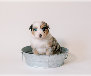 Australian Shepherd Puppy for sale in LA RUE, OH, USA