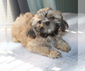 Shih Tzu Puppy for sale in THAYER, KS, USA