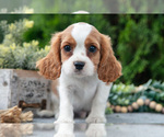 Puppy Casper Cavalier King Charles Spaniel