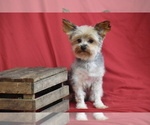 Abe - Male Yorkshire Terrier Puppy for Sale - Photo #2