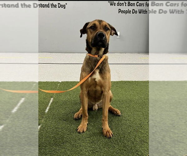 Medium Photo #7 Black Mouth Cur-Boxer Mix Puppy For Sale in Winston Salem, NC, USA