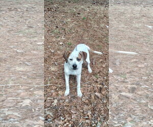 Colonial Cocker Spaniel-Labrador Retriever Mix Dogs for adoption in Blairsville, GA, USA