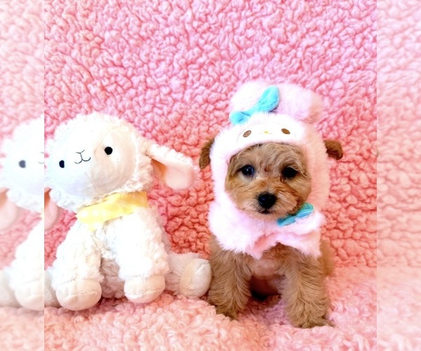 Medium Photo #2 Poodle (Toy) Puppy For Sale in REDLANDS, CA, USA