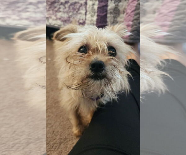 Medium Photo #9 Mutt Puppy For Sale in Philadelphia, PA, USA