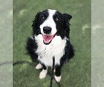 Small #2 Border Collie Mix