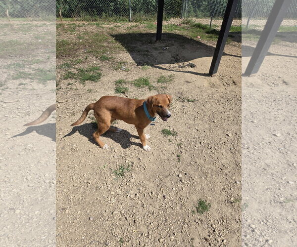 Medium Photo #1 Mutt Puppy For Sale in Maquoketa, IA, USA