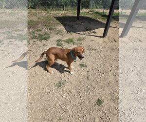 Mutt Dogs for adoption in Maquoketa, IA, USA