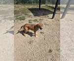 Small Mutt