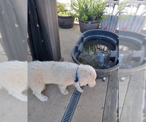 Golden Pyrenees Puppy for sale in VALLEY SPRINGS, CA, USA