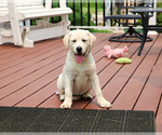Image preview for Ad Listing. Nickname: Vidia