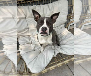 American Pit Bull Terrier-Unknown Mix Dogs for adoption in Duluth, MN, USA