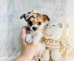 Small #4 Chihuahua