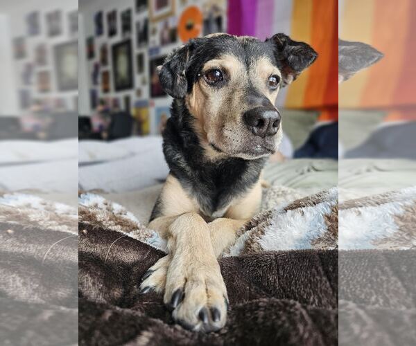 Medium Photo #1 Jack-A-Bee Puppy For Sale in Princeton, MN, USA