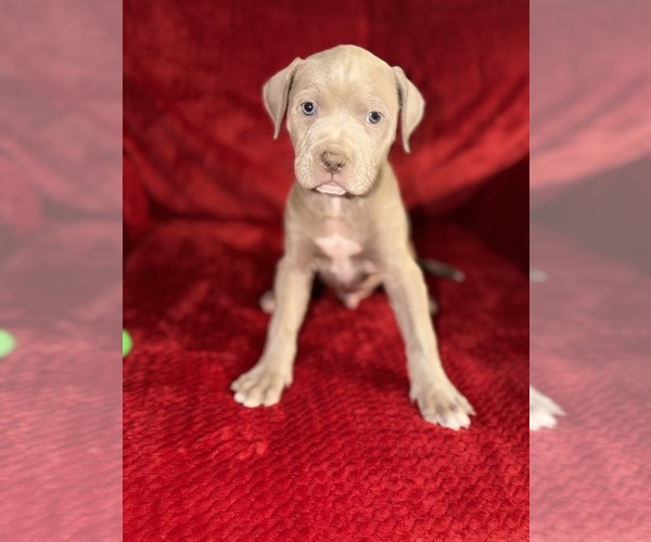 Medium Photo #8 American Pit Bull Terrier Puppy For Sale in DETROIT, MI, USA