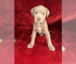 Small #7 American Pit Bull Terrier